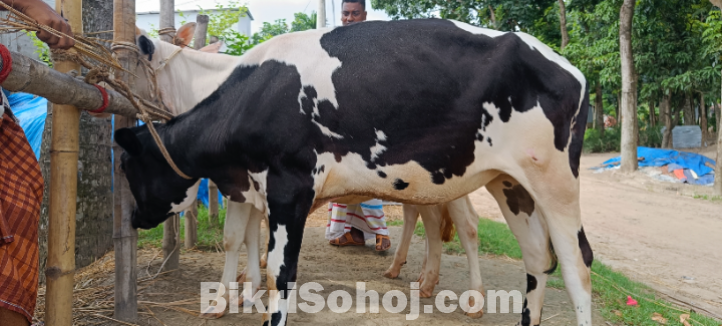 একটি হলিস্টিয়ান ফ্রিজিয়ান জাতের বকনা বাছুর বিক্রি করা হবে